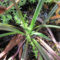 Oritrophium peruvianum