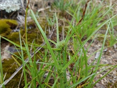 Cyperus granitophilus
