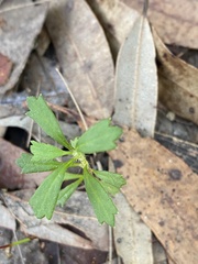 Xanthosia tridentata