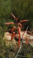 Aloe transvaalensis