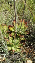 Aloe transvaalensis