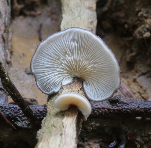 Hohenbuehelia brunnea image