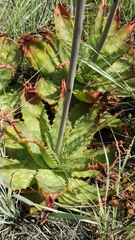 Aloe transvaalensis