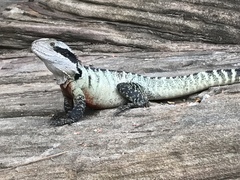 Eastern Water Dragon photo 5