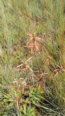 Aloe transvaalensis