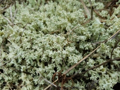 Cladonia caroliniana