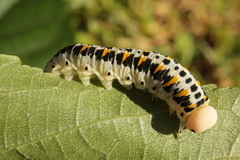 Cimbex quadrimaculatus