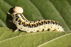 Cimbex quadrimaculatus