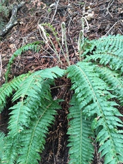 Polystichum californicum × munitum