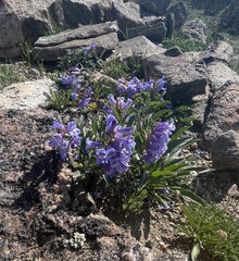 Penstemon glaber alpinus
