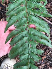 Polystichum californicum × munitum