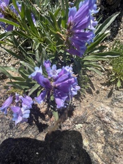 Penstemon glaber alpinus