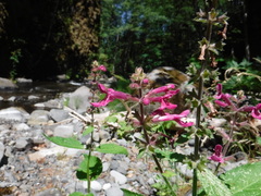 Stachys chamissonis cooleyae