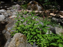 Stachys chamissonis cooleyae