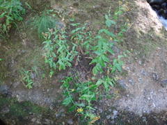 Arnica lanceolata prima