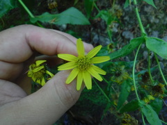 Arnica lanceolata prima
