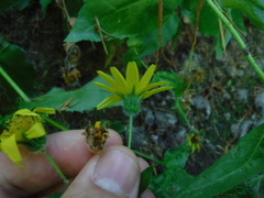 Arnica lanceolata prima