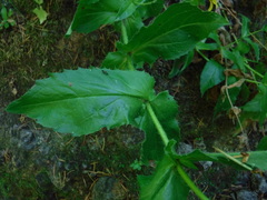 Arnica lanceolata prima
