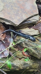 Plethodon sequoyah