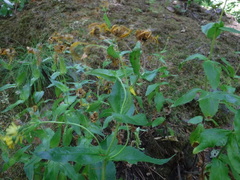 Arnica lanceolata prima