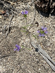 Monardella breweri microcephala
