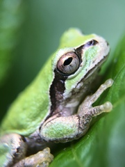 Hyla japonica