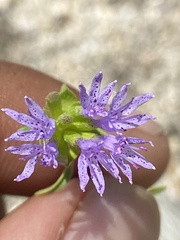 Monardella breweri microcephala