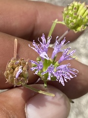 Monardella breweri microcephala