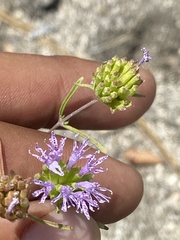 Monardella breweri microcephala