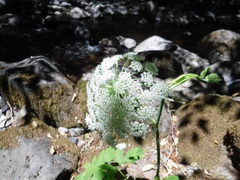 Angelica genuflexa