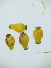 Eleocharis elliptica
