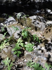 Angelica genuflexa