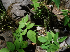 Angelica genuflexa