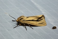 Popoudina lemniscata