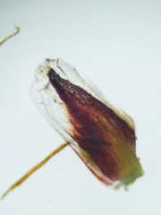 Eleocharis elliptica