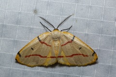 Phoenicocampa rubrifasciata