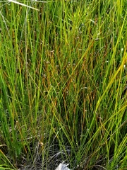Eleocharis elliptica
