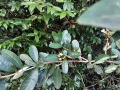 Erythroxylum emarginatum