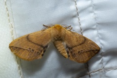 Stenoglene obtusa