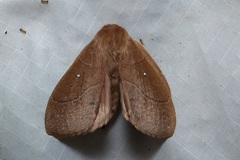 Philotherma rosa