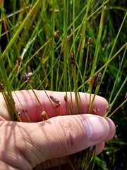 Eleocharis elliptica