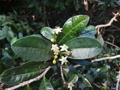 Erythroxylum emarginatum