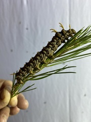 Citheronia sepulcralis