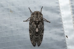 Platypleura techowi
