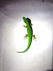Phelsuma nigristriata
