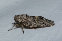 Platypleura techowi
