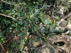 Erythroxylum emarginatum