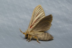 Grammodora nigrolineata