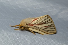 Grammodora nigrolineata