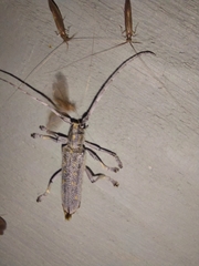 Saperda calcarata